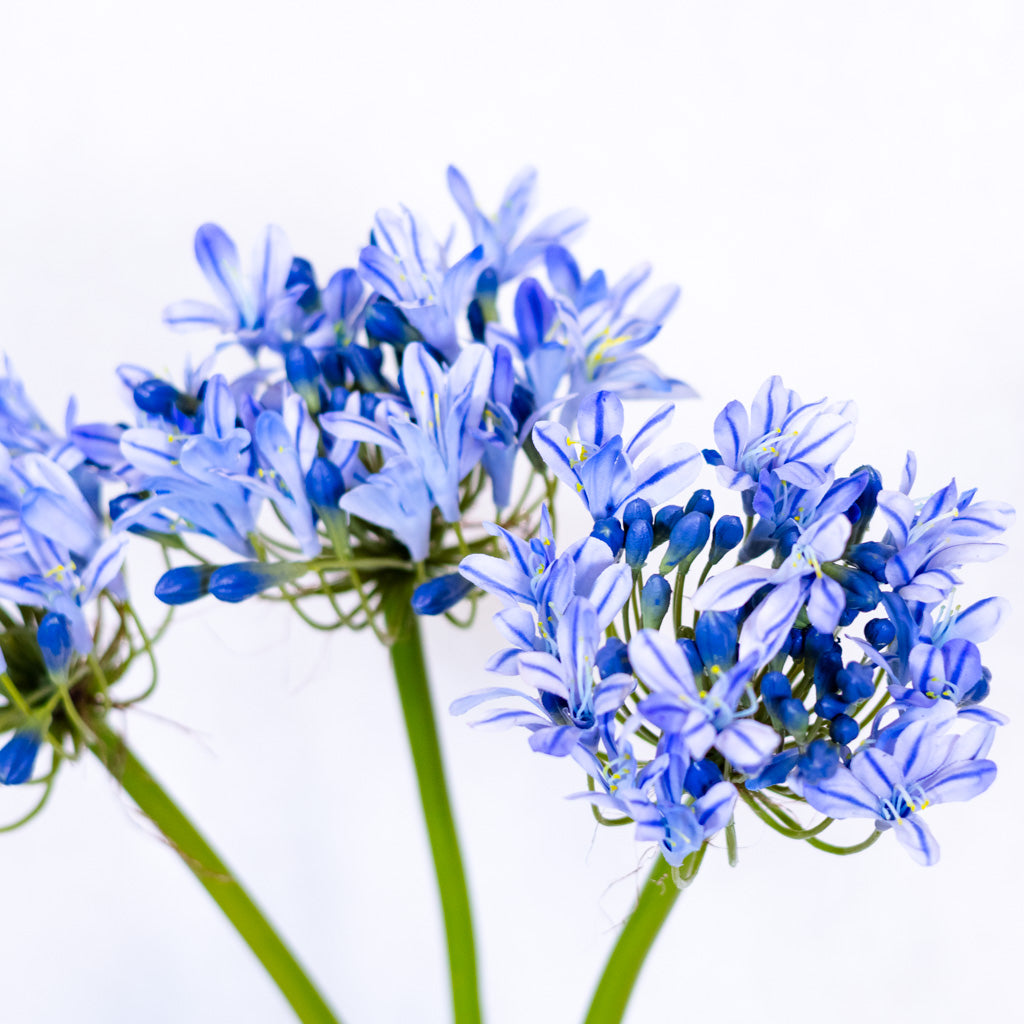 Blue Agapanthus Stem Just Cut