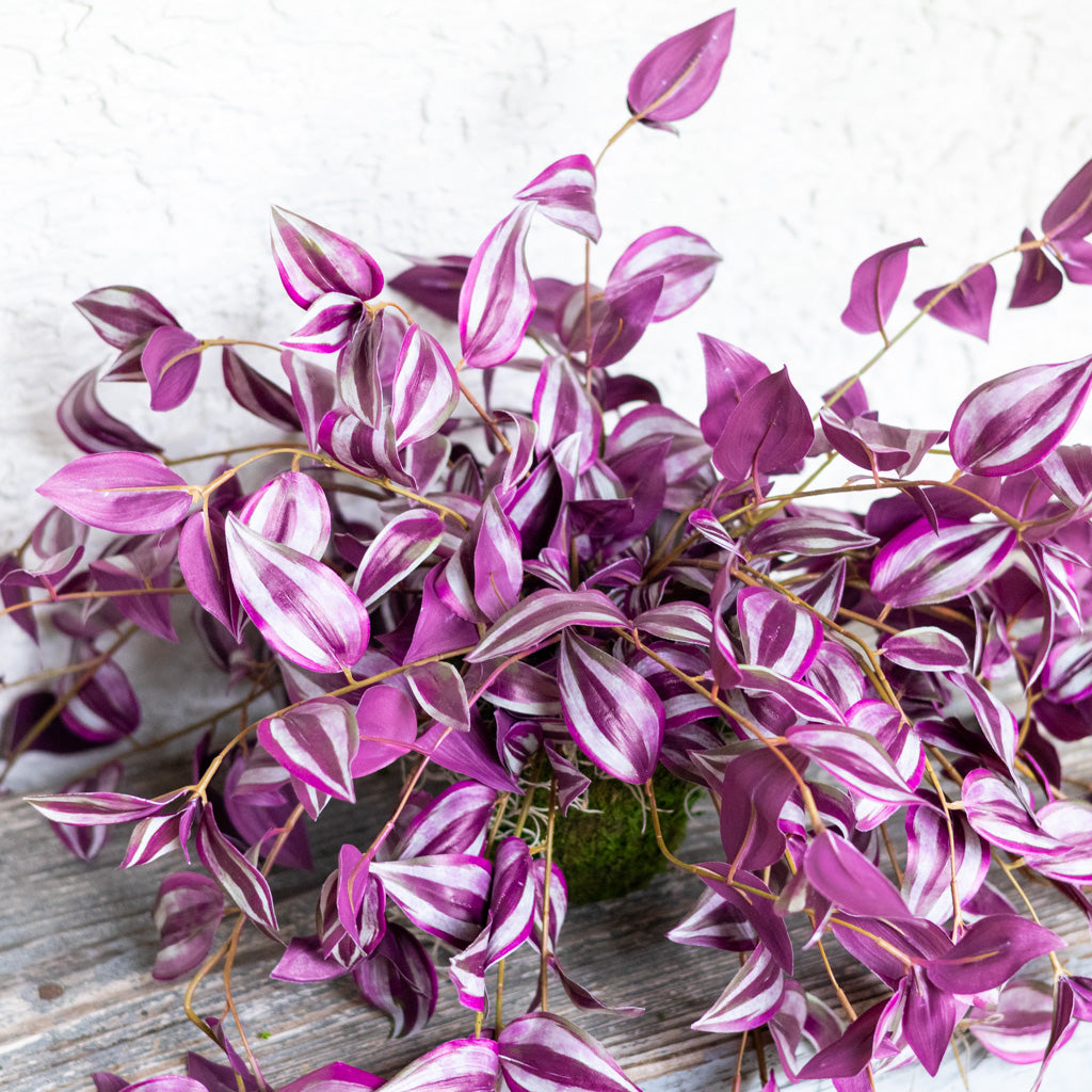 Tradescantia Purple Double In Moss Plant