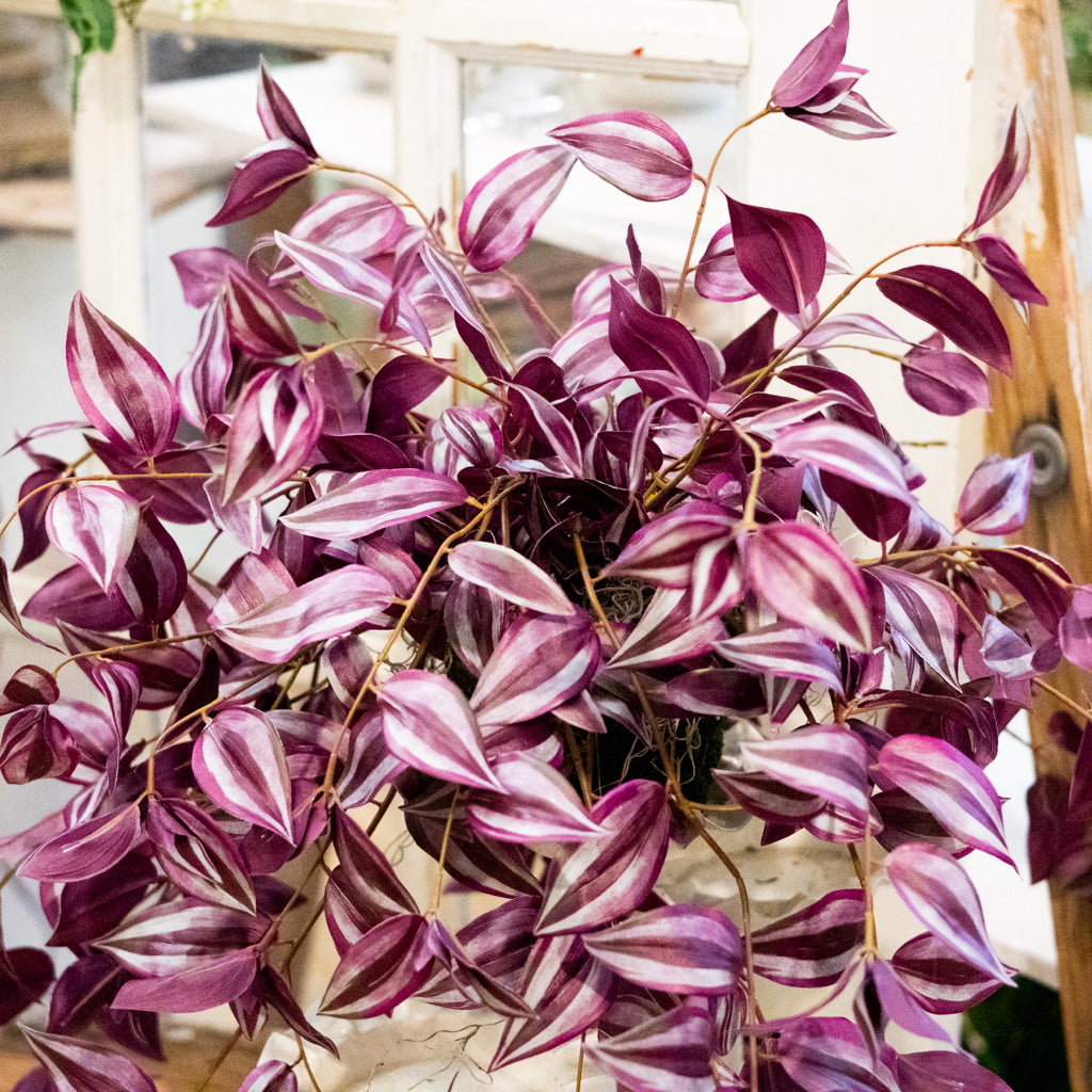 Tradescantia Purple Double In Moss Plant