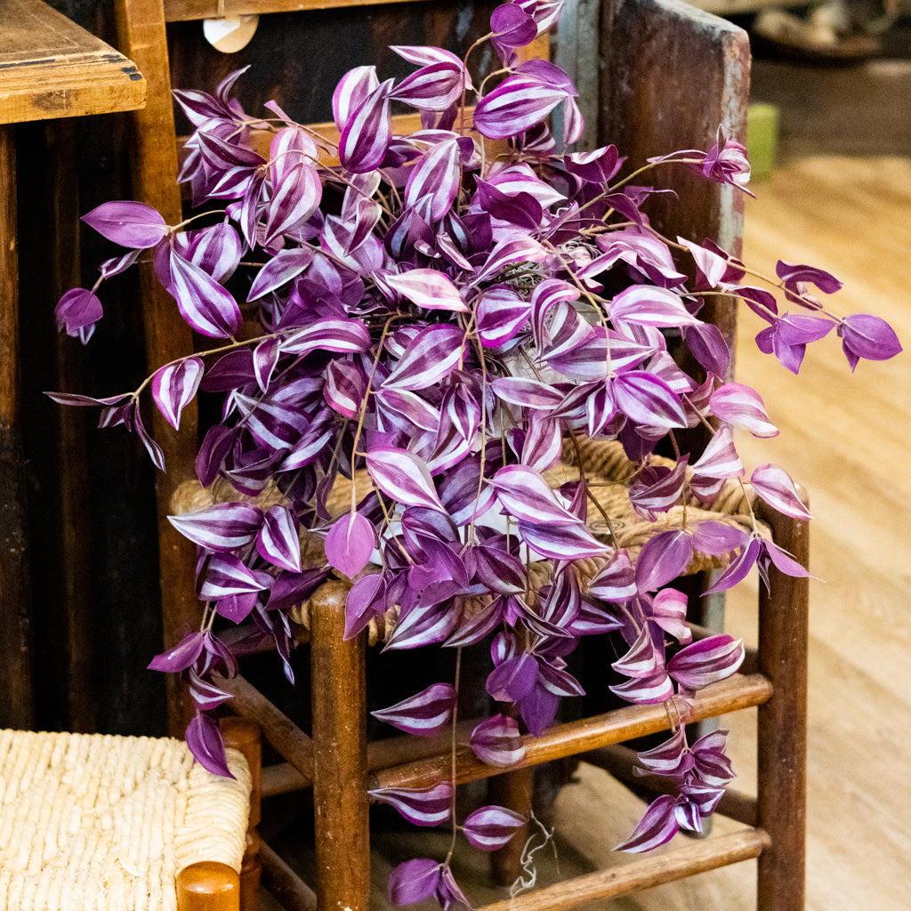 Tradescantia Purple Double In Moss Plant