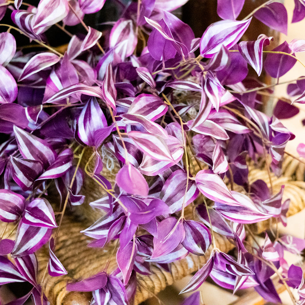 Tradescantia Purple Double In Moss Plant
