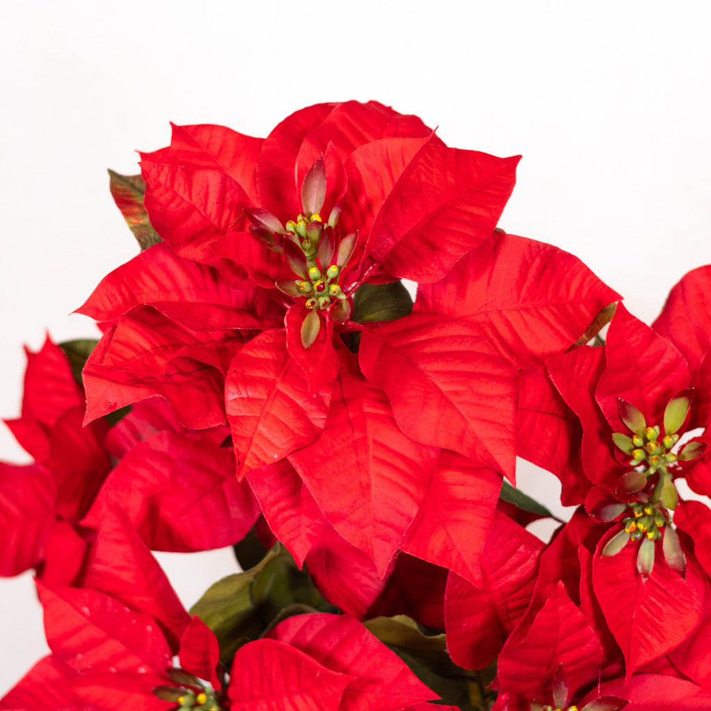 Red Poinsettia Bush Weather Resistant
