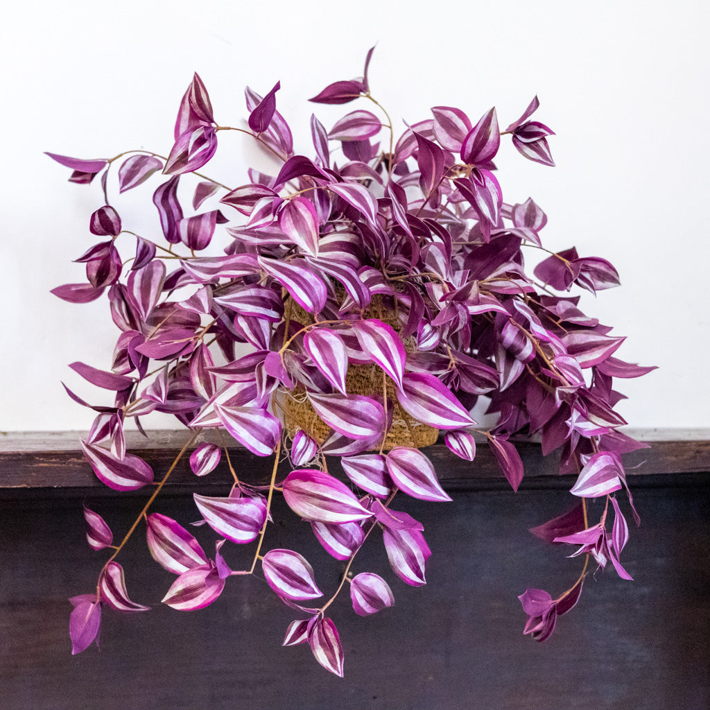 Tradescantia Purple Double In Moss Plant