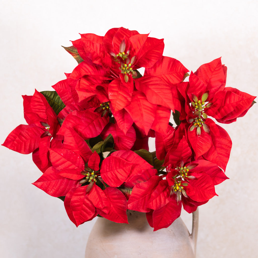 Red Poinsettia Bush Weather Resistant