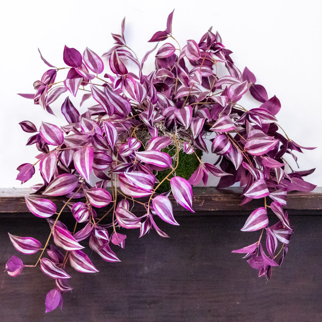Tradescantia Purple Double In Moss Plant
