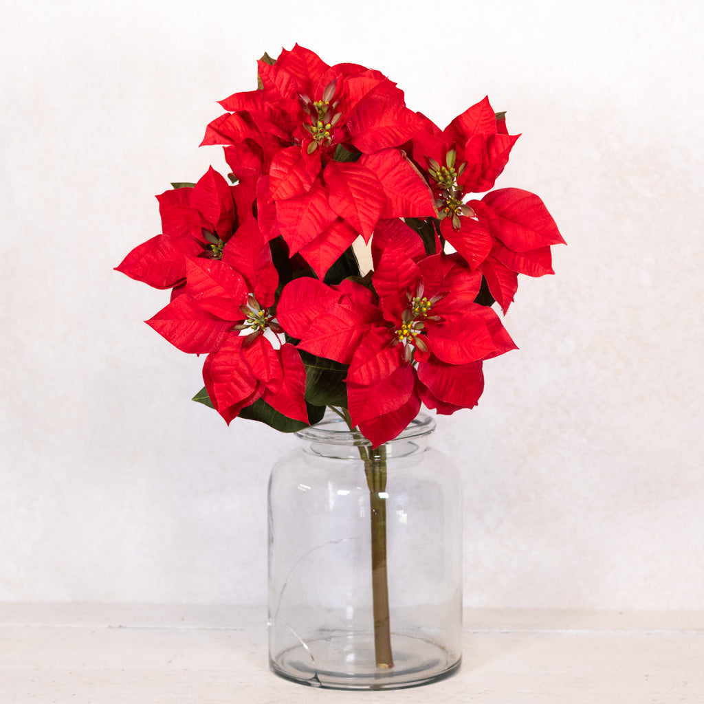 Red Poinsettia Bush Weather Resistant
