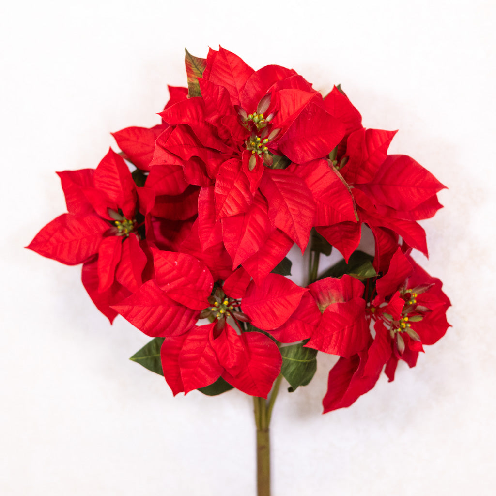 Red Poinsettia Bush Weather Resistant