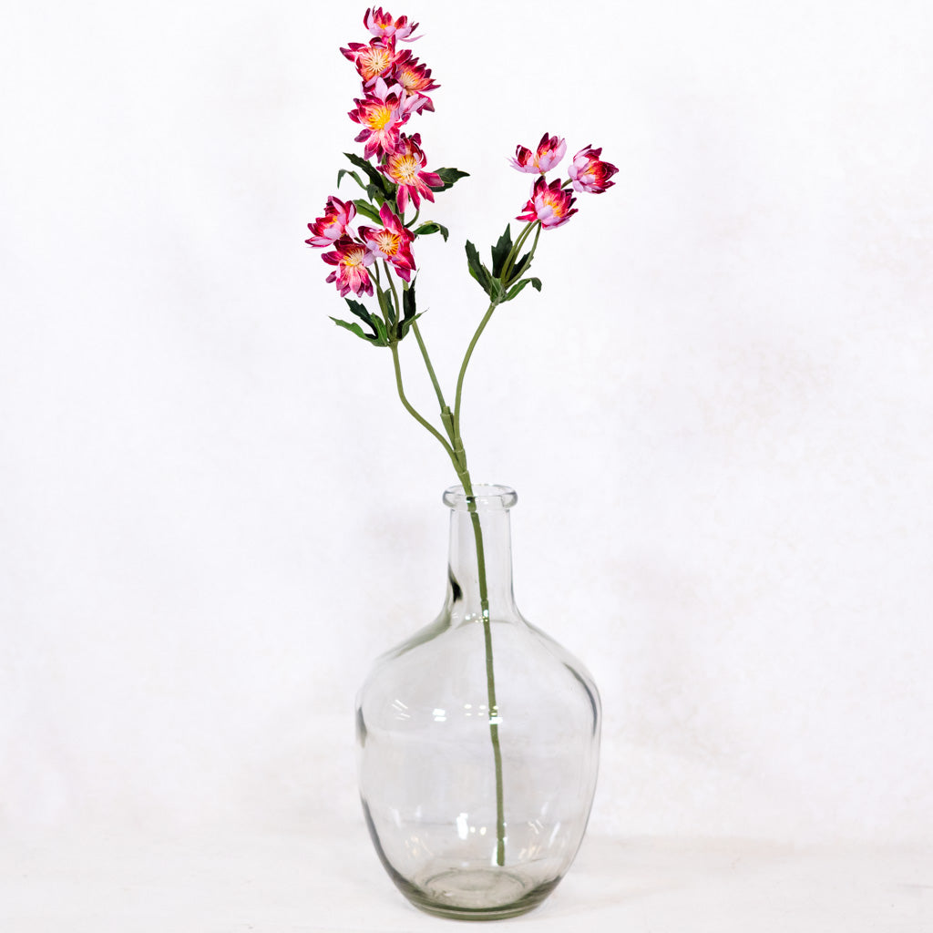 Lewisias Burgundy Pink Spray