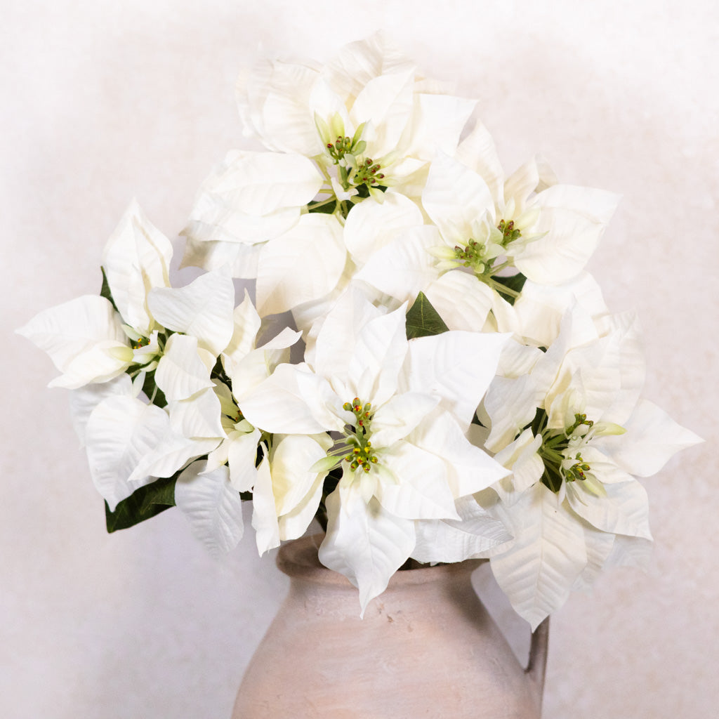 White Poinsettia Bush Weather Resistant