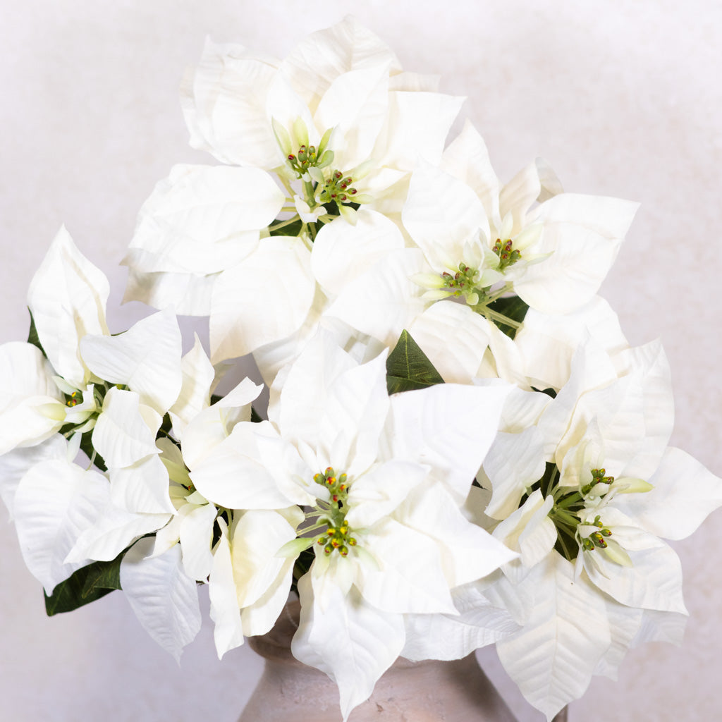 White Poinsettia Bush Weather Resistant