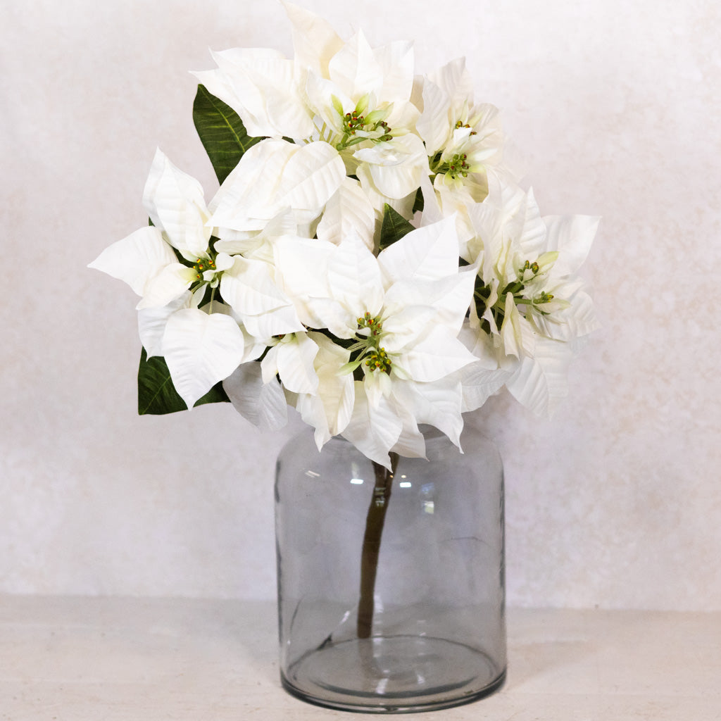 White Poinsettia Bush Weather Resistant