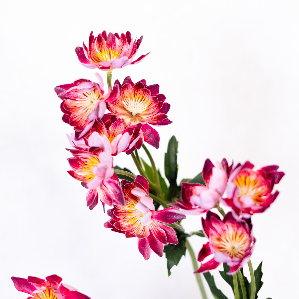 Lewisias Burgundy Pink Spray