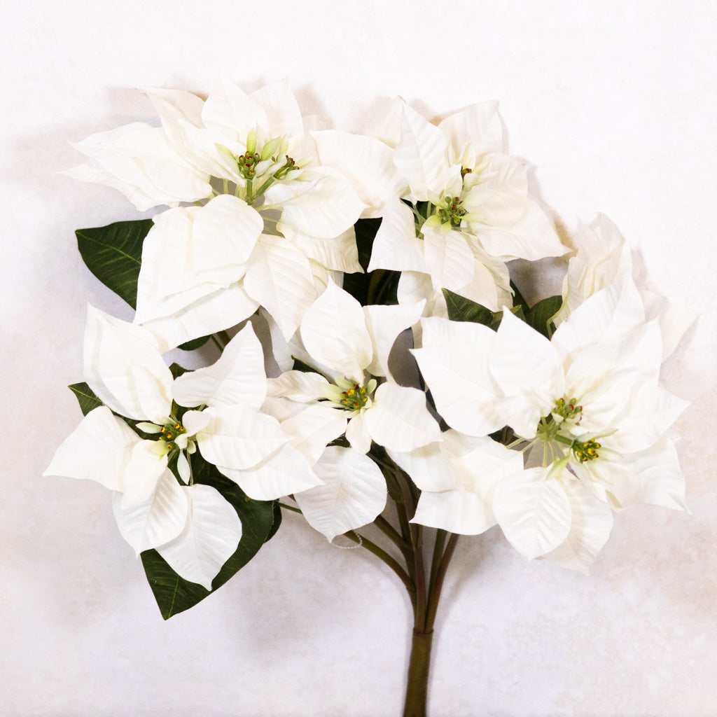 White Poinsettia Bush Weather Resistant