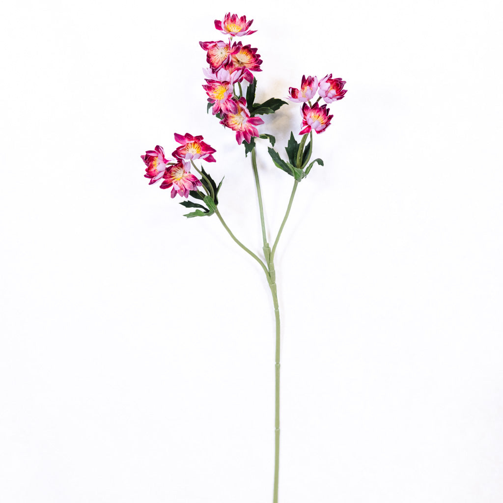 Lewisias Burgundy Pink Spray