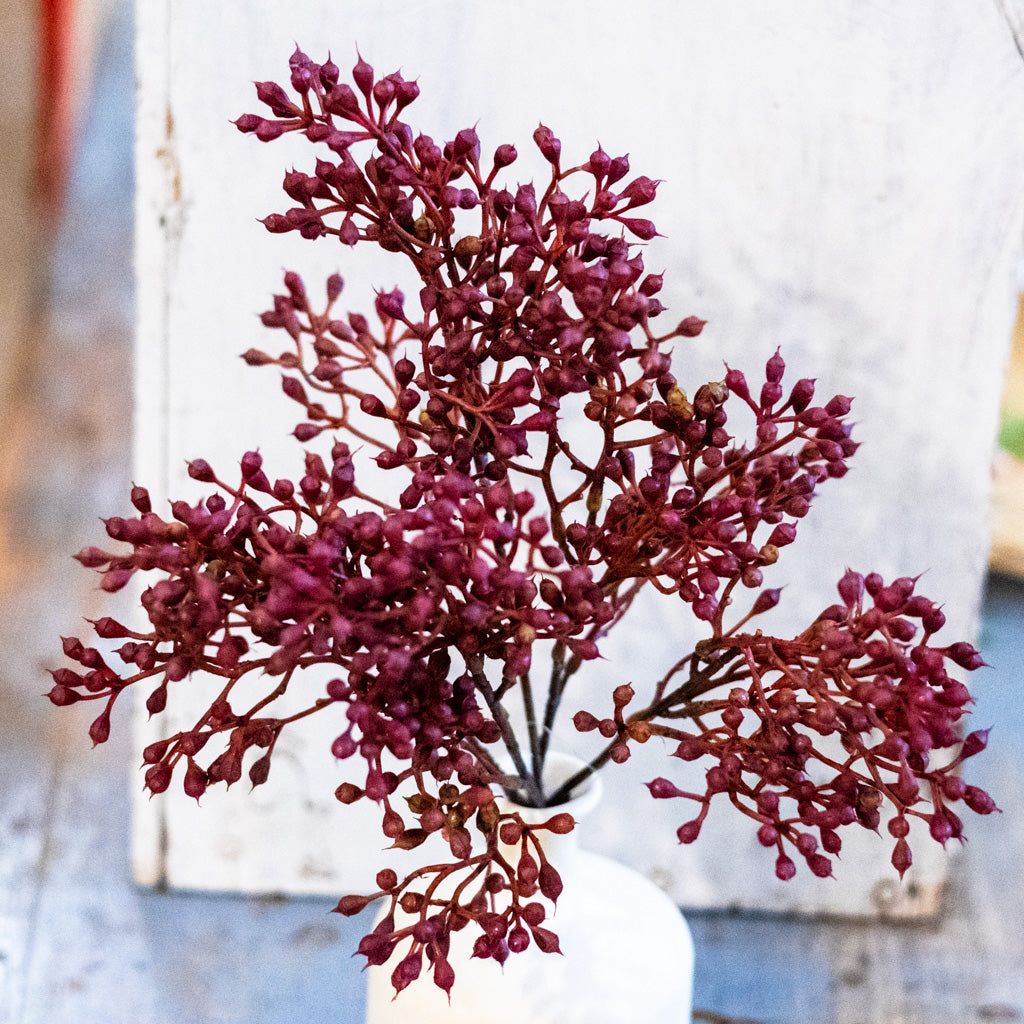 Rust Seed Bush