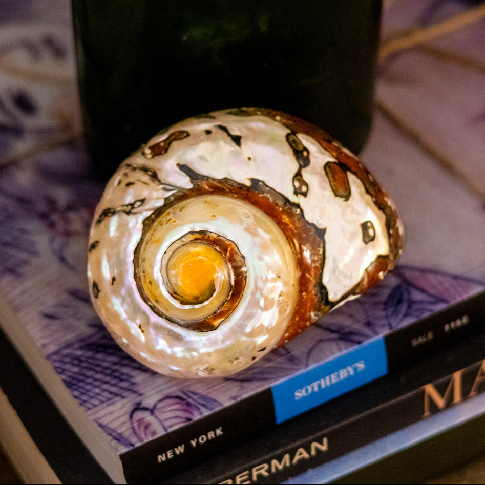 Turbo Brown Sarmaticus Shell