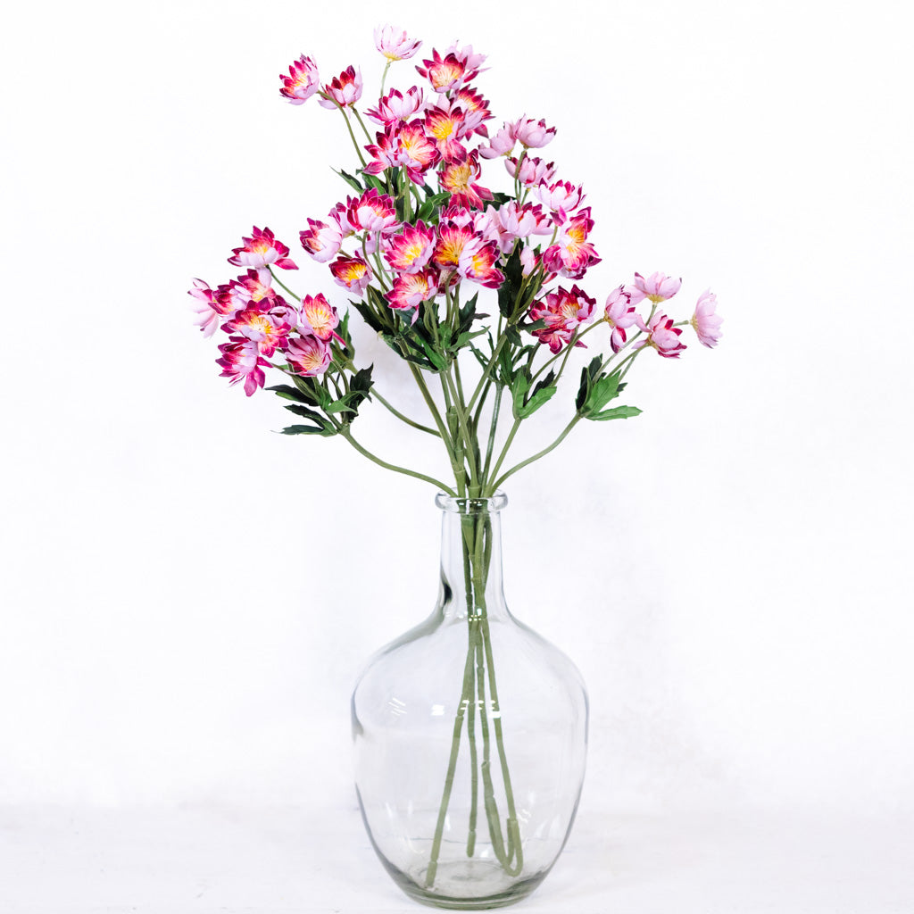 Lewisias Burgundy Pink Spray