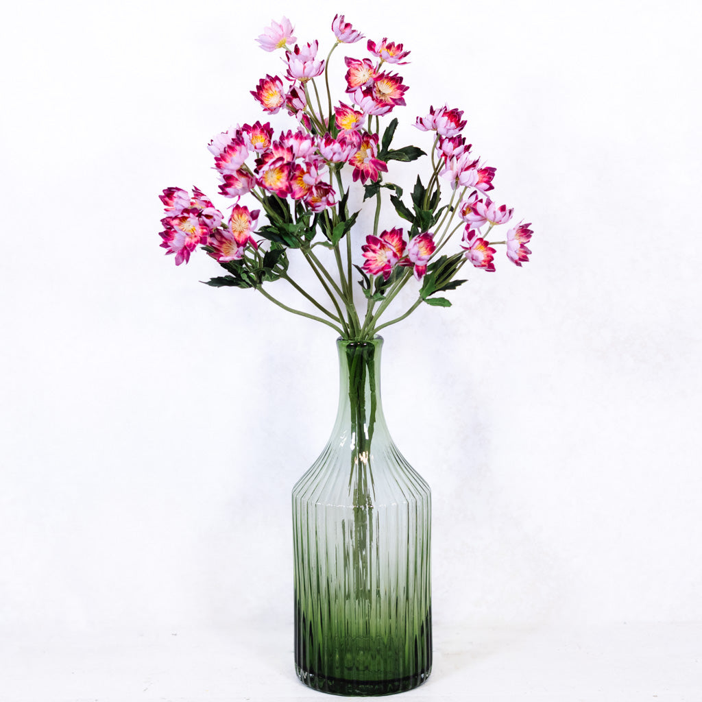 Lewisias Burgundy Pink Spray