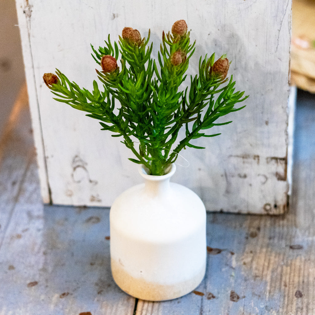 Desert Green Protea Plant