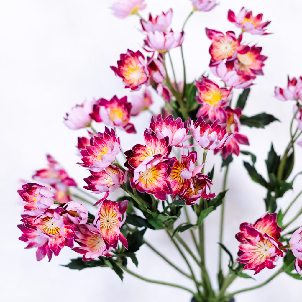 Lewisias Burgundy Pink Spray