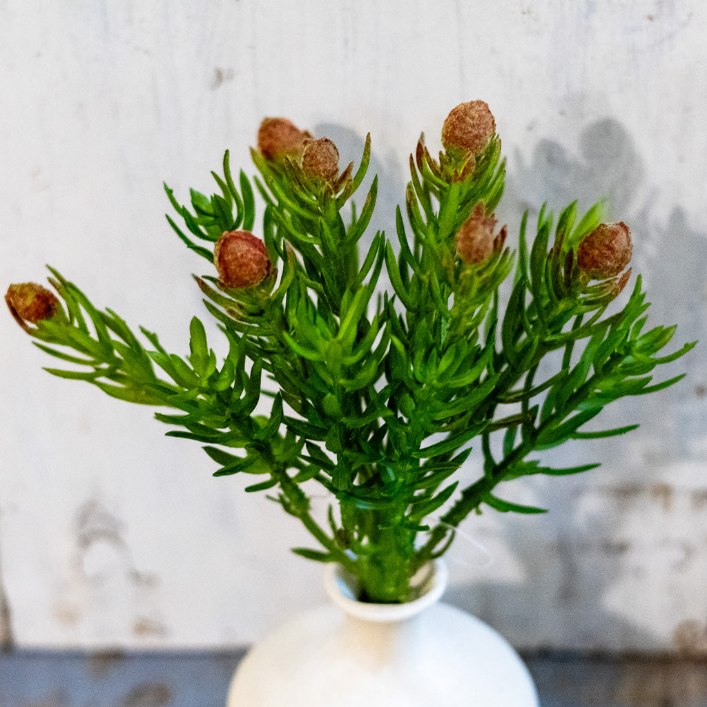 Desert Green Protea Plant