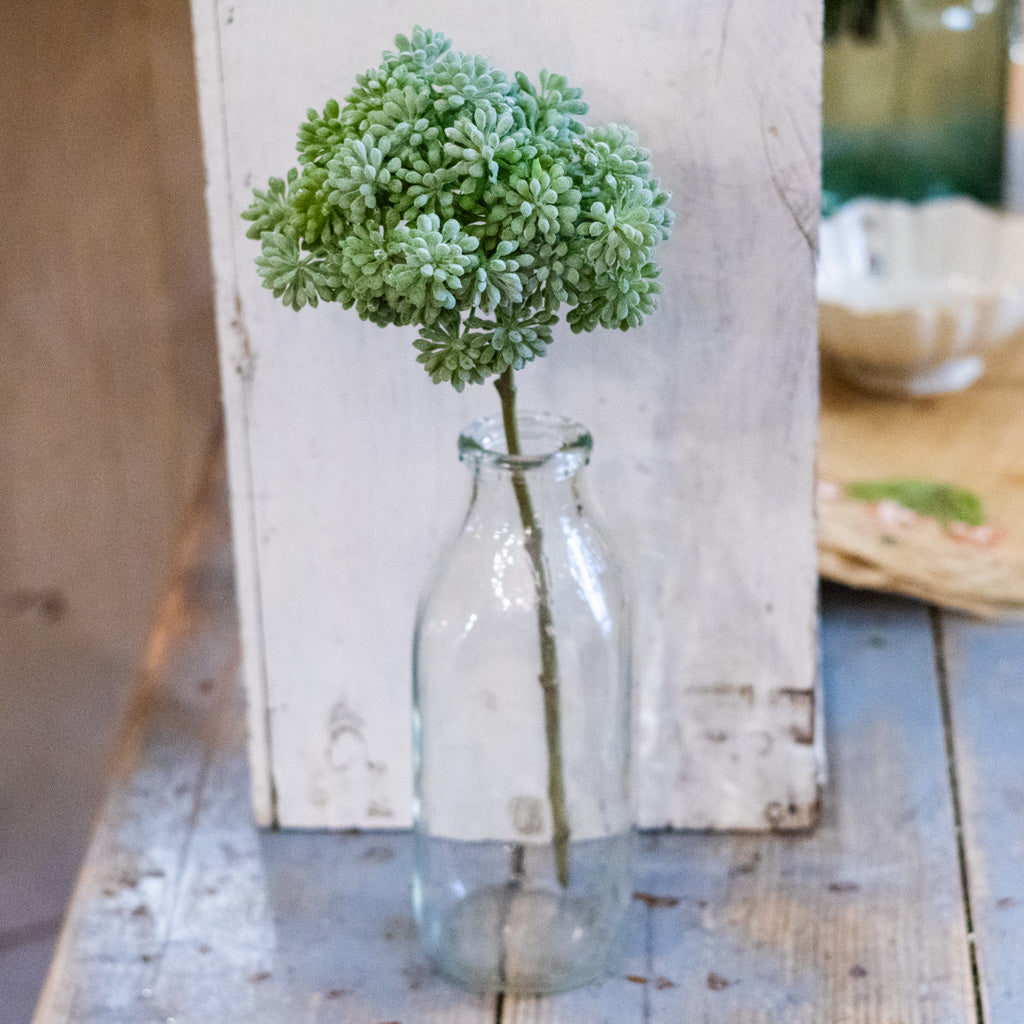 Sedum Green Pick Tall