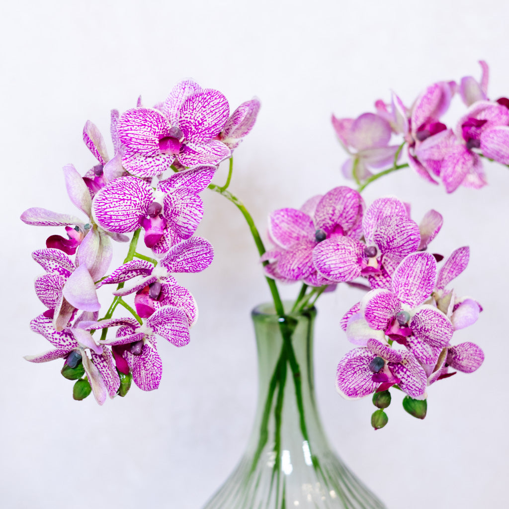 Purple Cream Phalaenopsis Orchid Spray