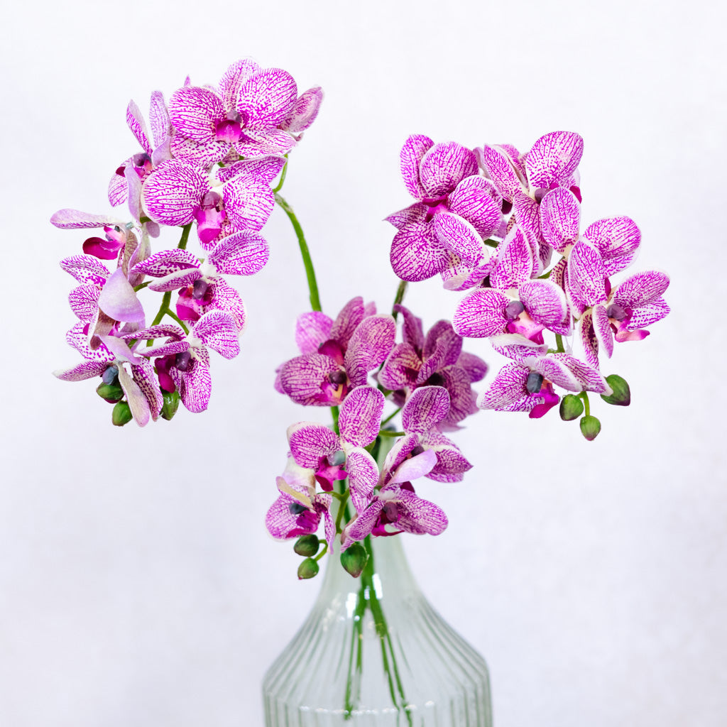 Purple Cream Phalaenopsis Orchid Spray