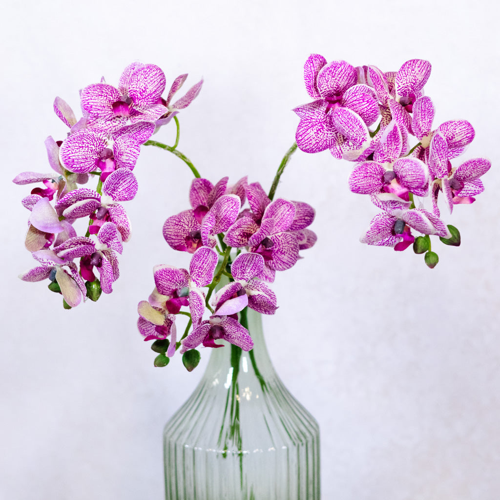Purple Cream Phalaenopsis Orchid Spray