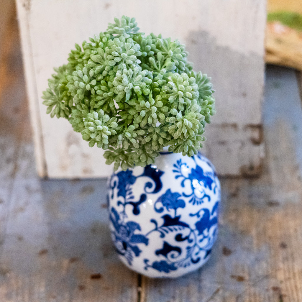 Sedum Green Pick Tall