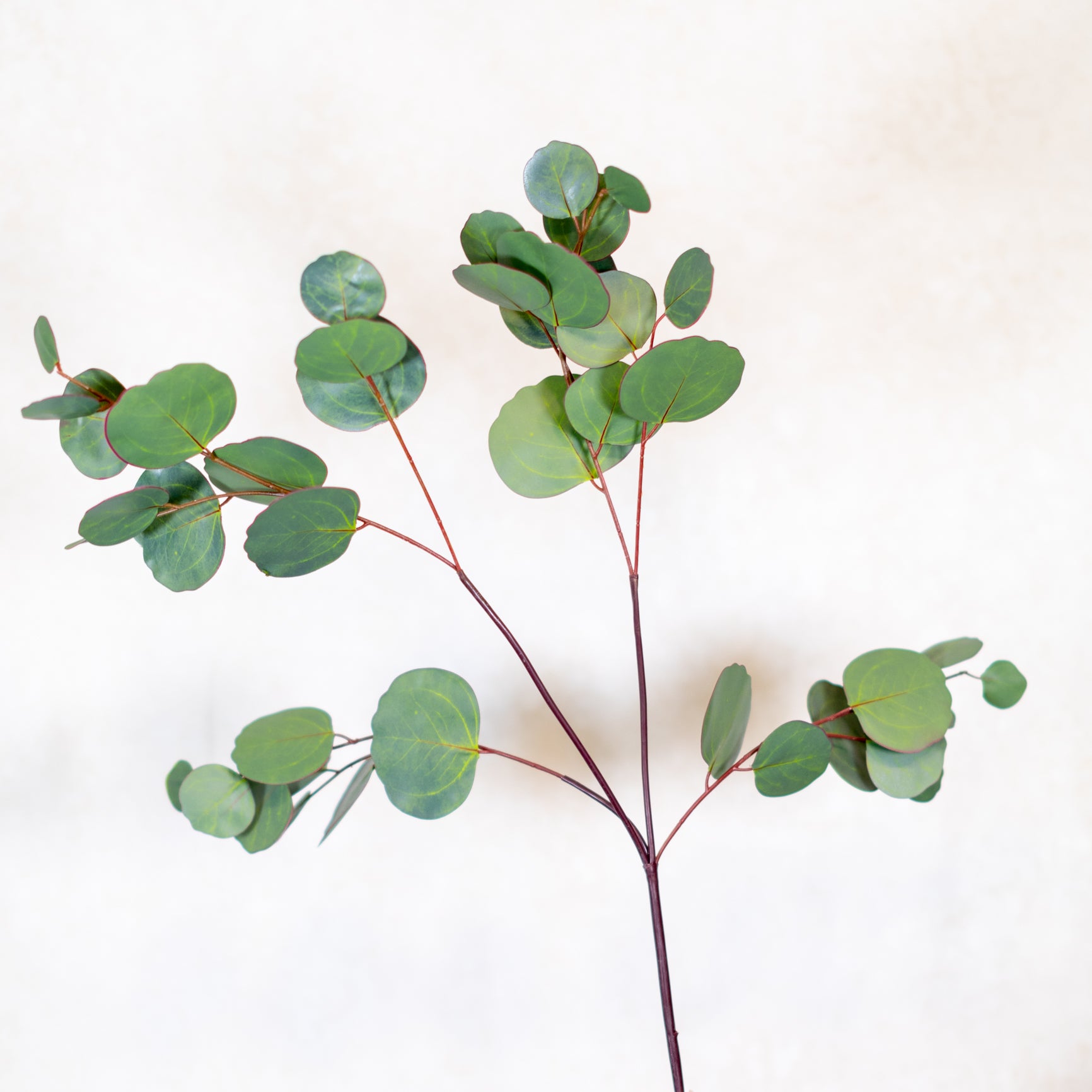 Silver Dollar Eucalyptus Stem