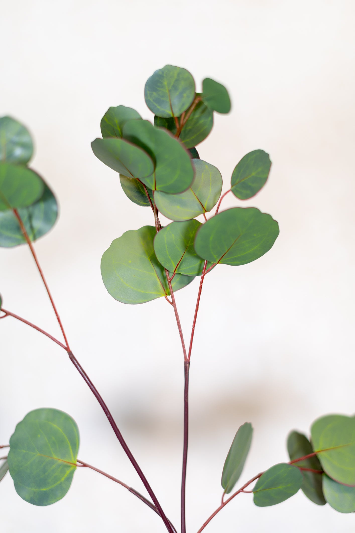 Silver Dollar Eucalyptus Stem