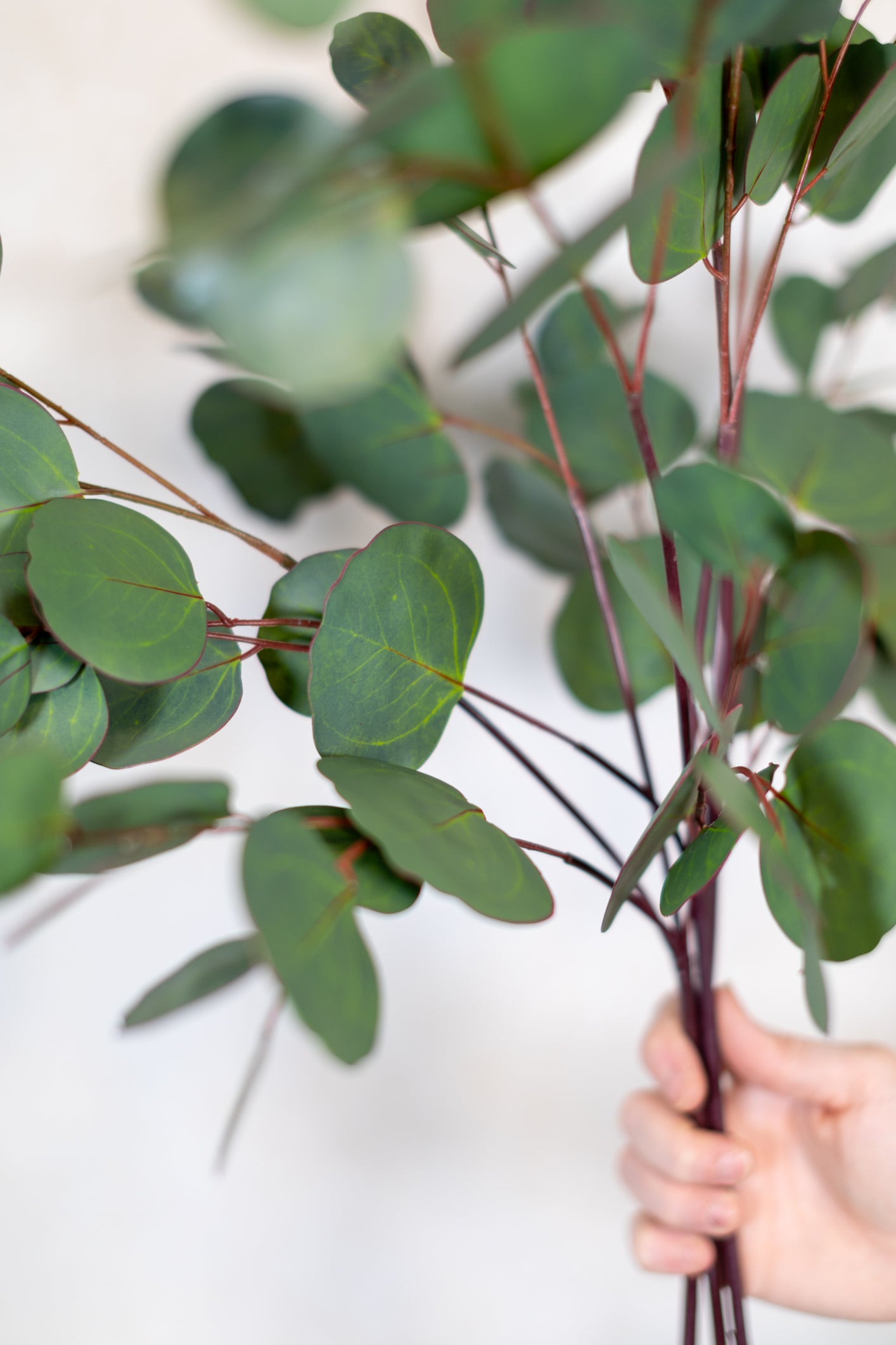 Silver Dollar Eucalyptus Stem