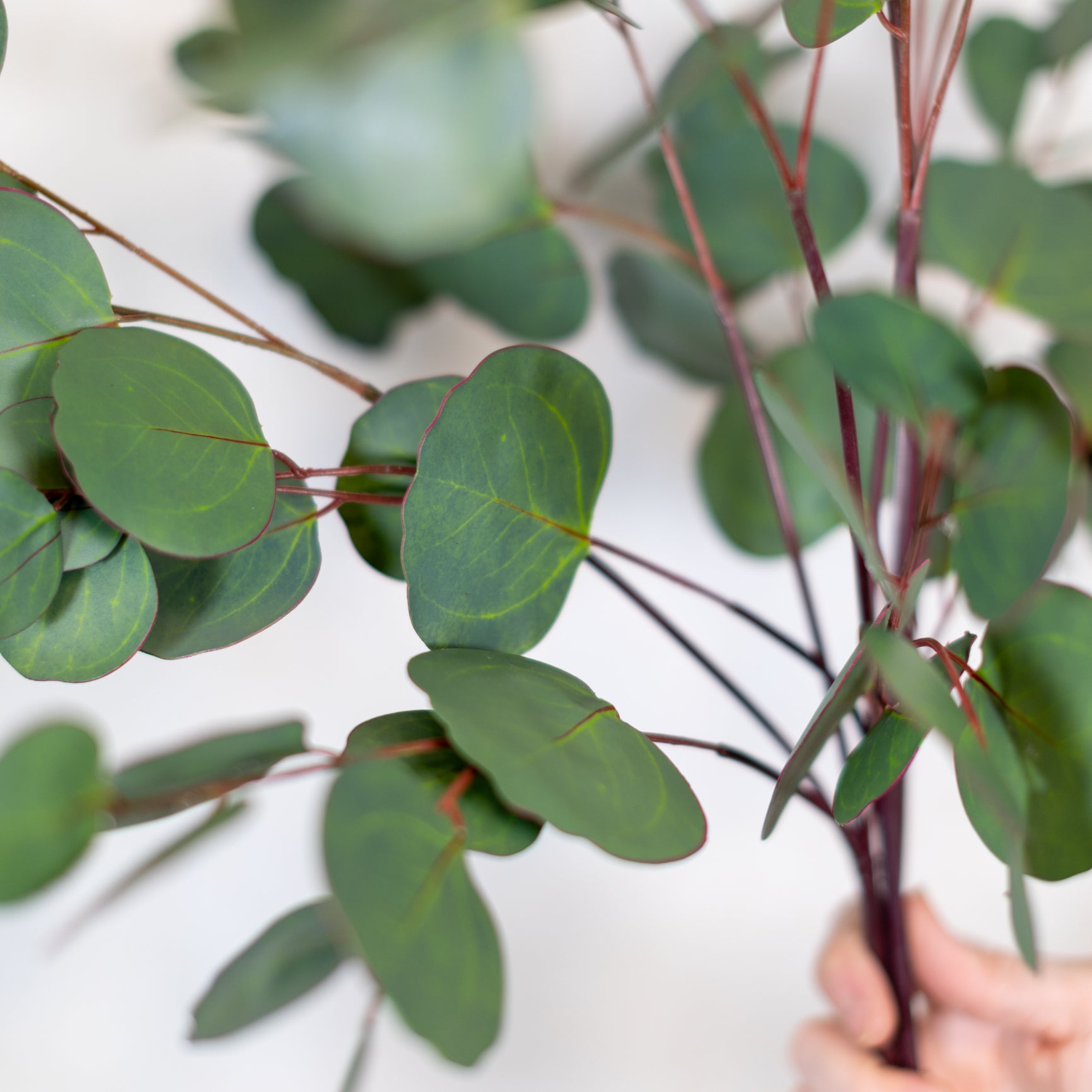 Silver Dollar Eucalyptus Stem