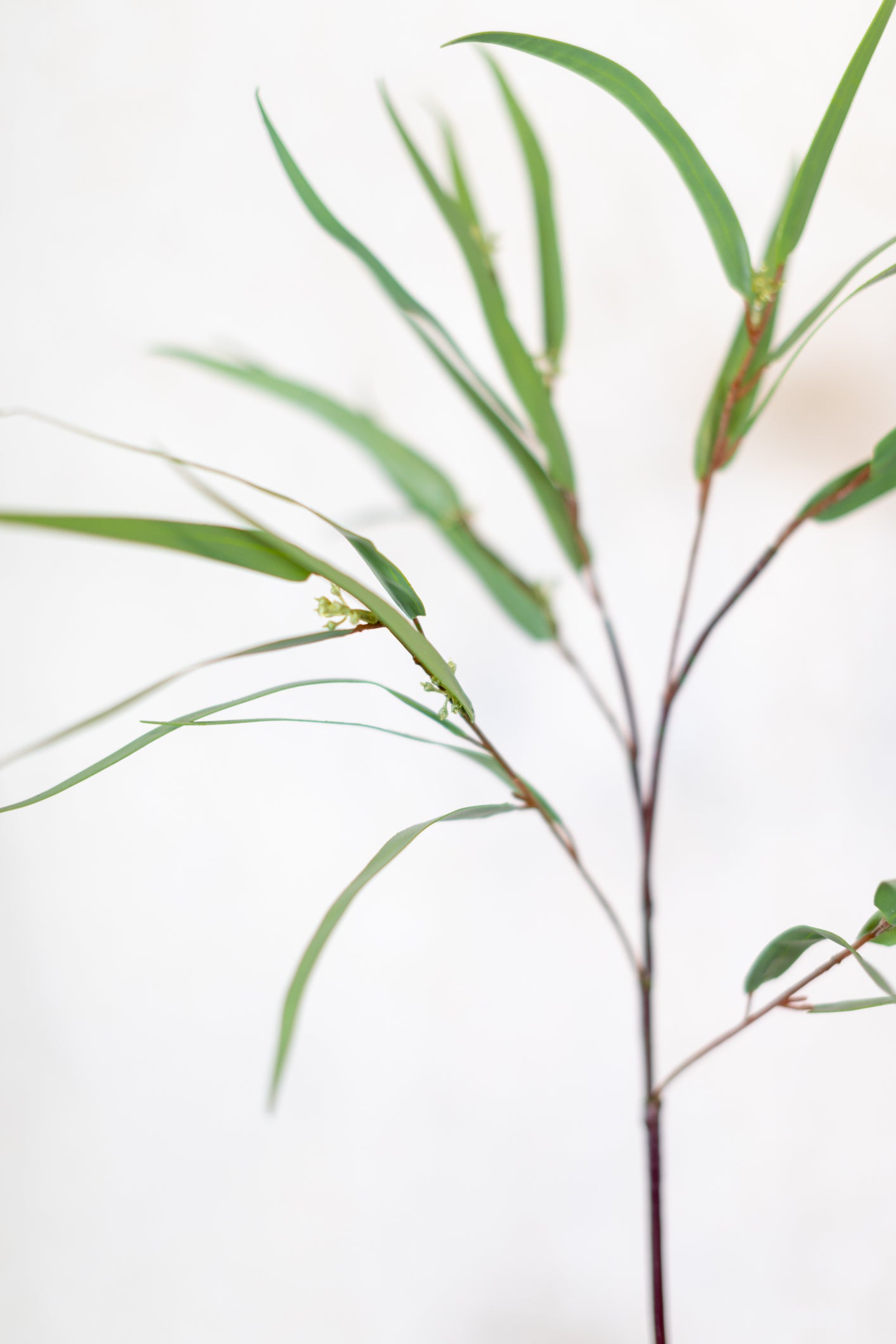 Seeded Needle Eucalyptus Spray Stem