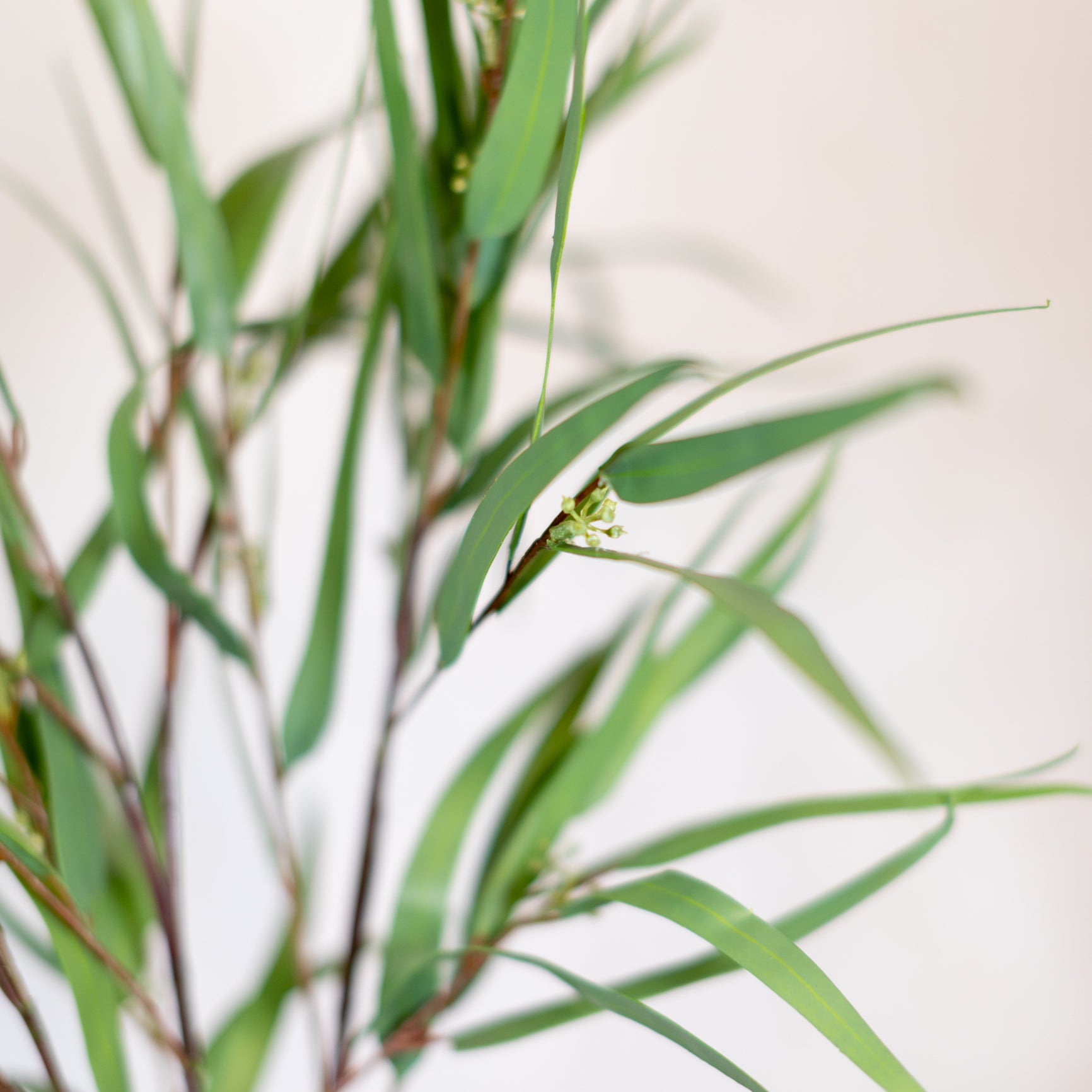 Seeded Needle Eucalyptus Spray Stem