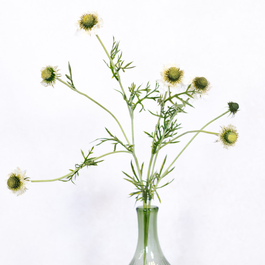 White Scabiosa Spray