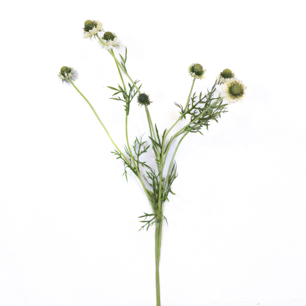 White Scabiosa Spray