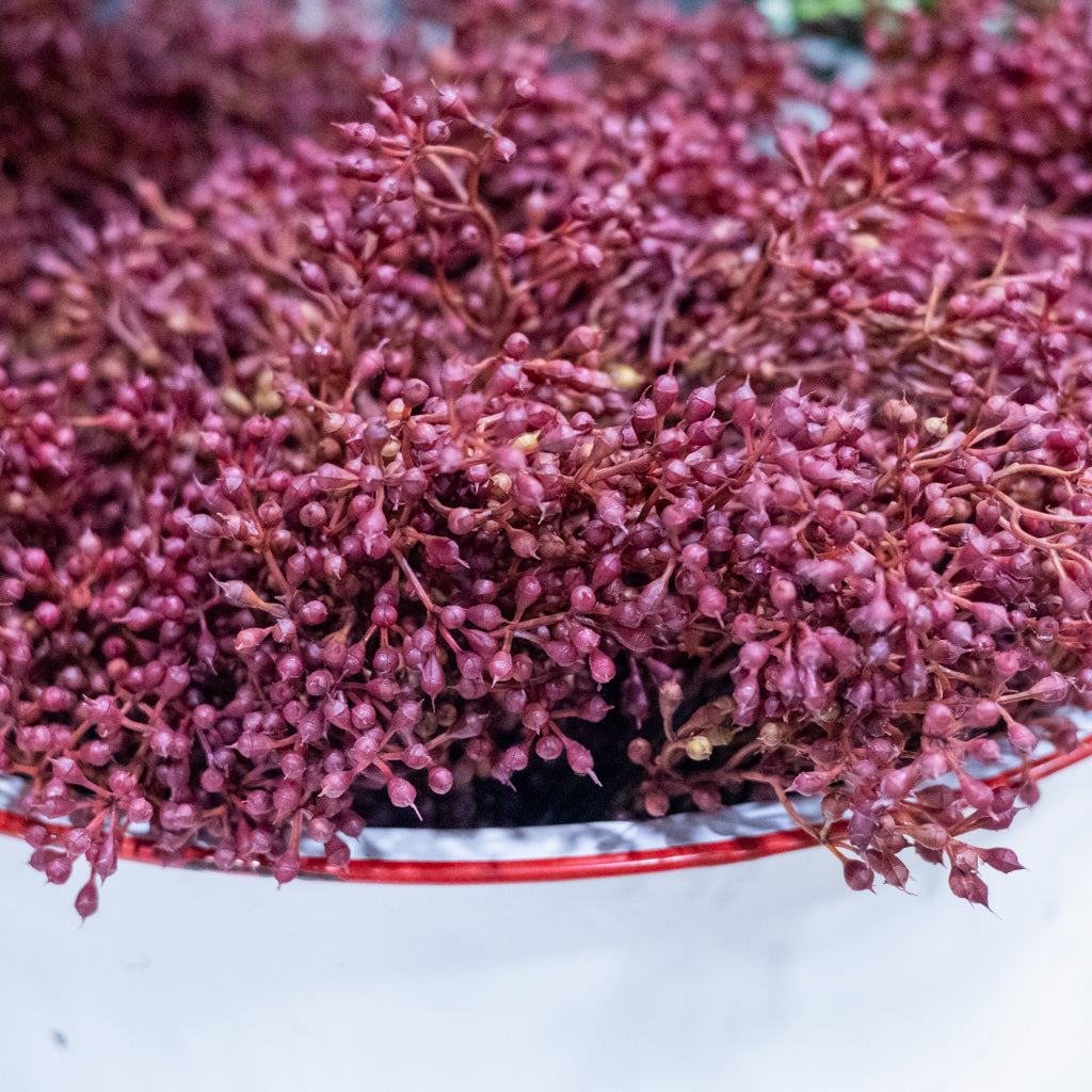 Rust Seed Bush
