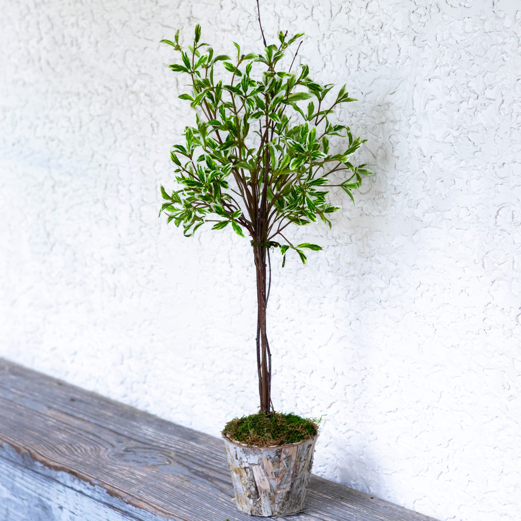Coprosma Topiary 28"