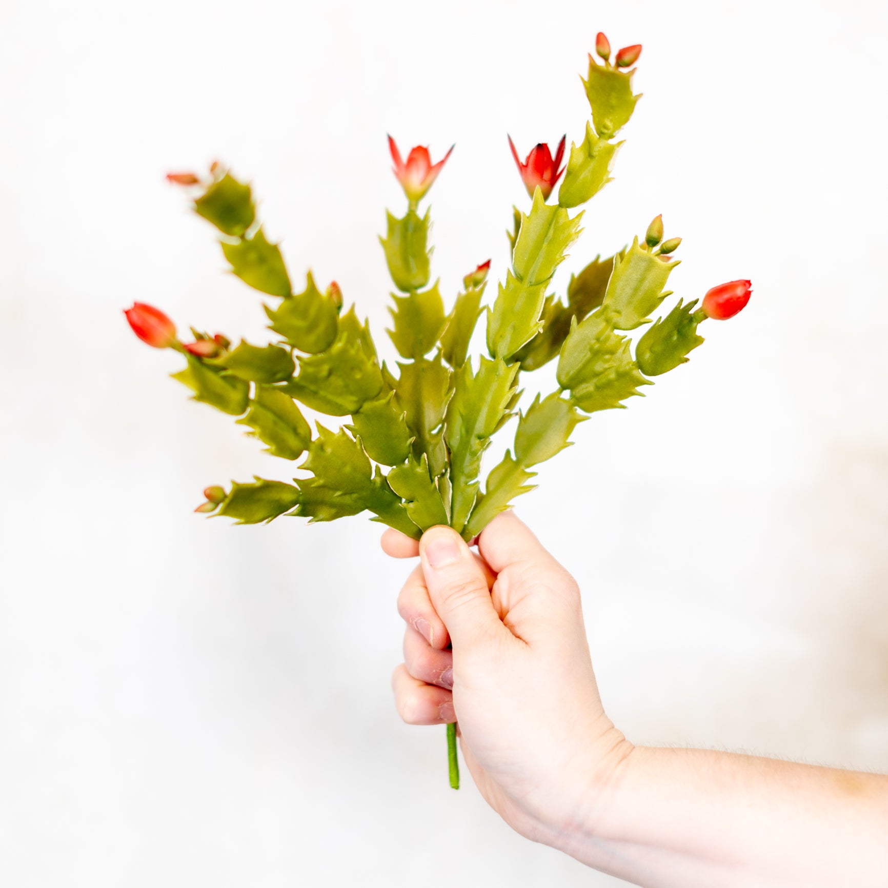 Christmas Cactus Plant Stem