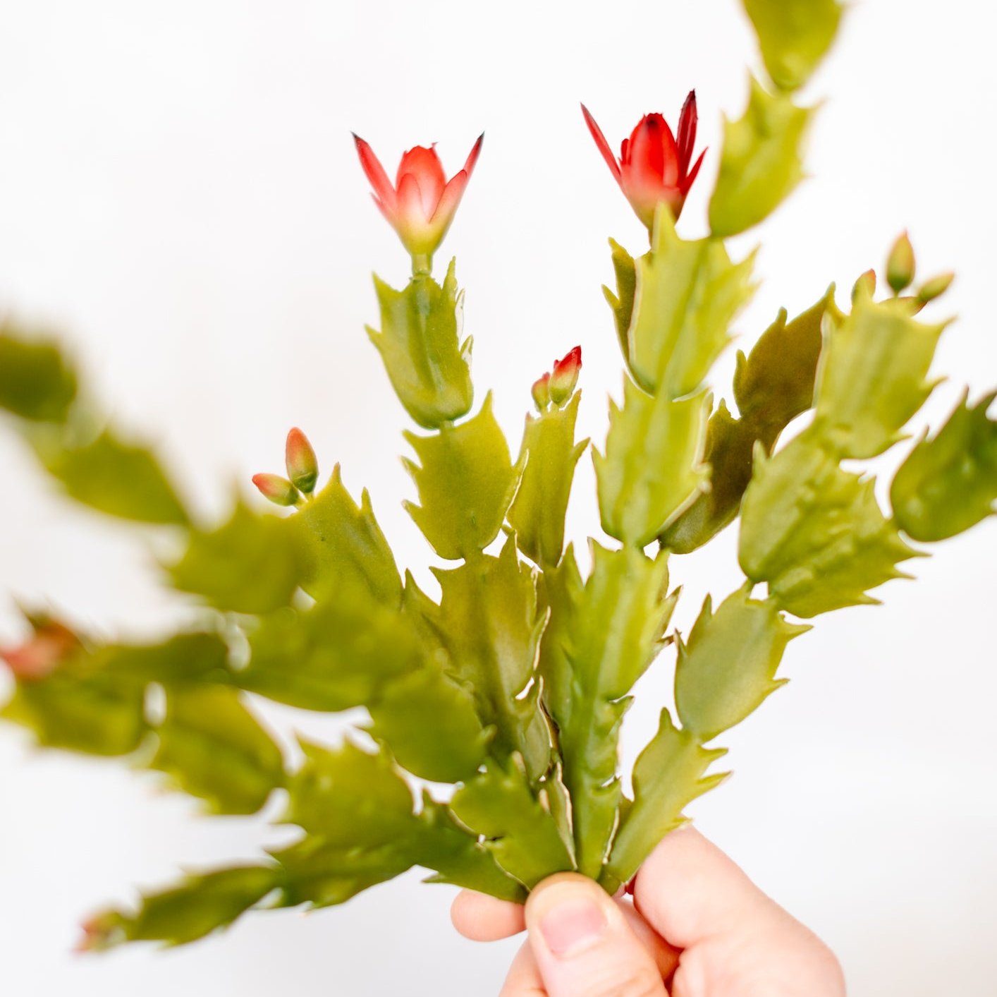 Christmas Cactus Plant Stem