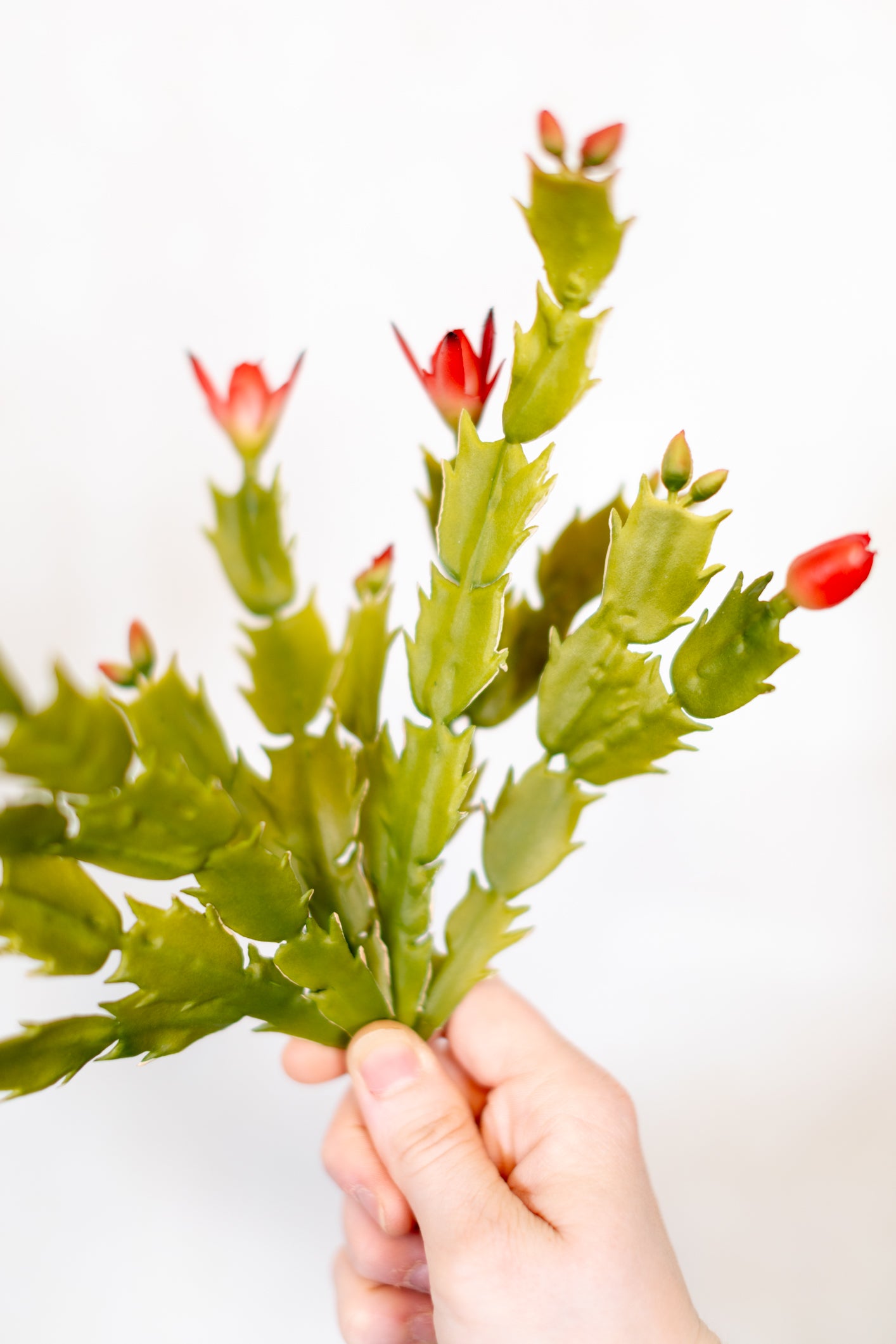 Christmas Cactus Plant Stem