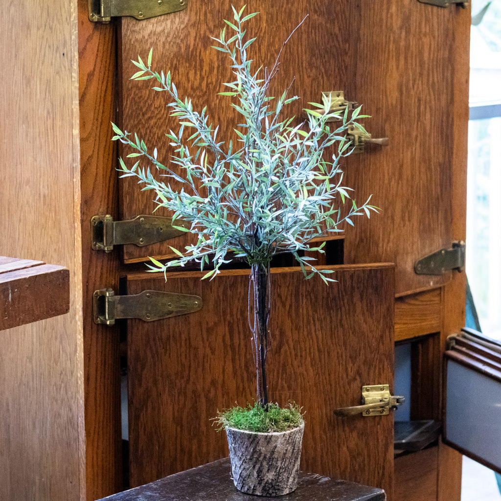 Needle Leaf Topiary
