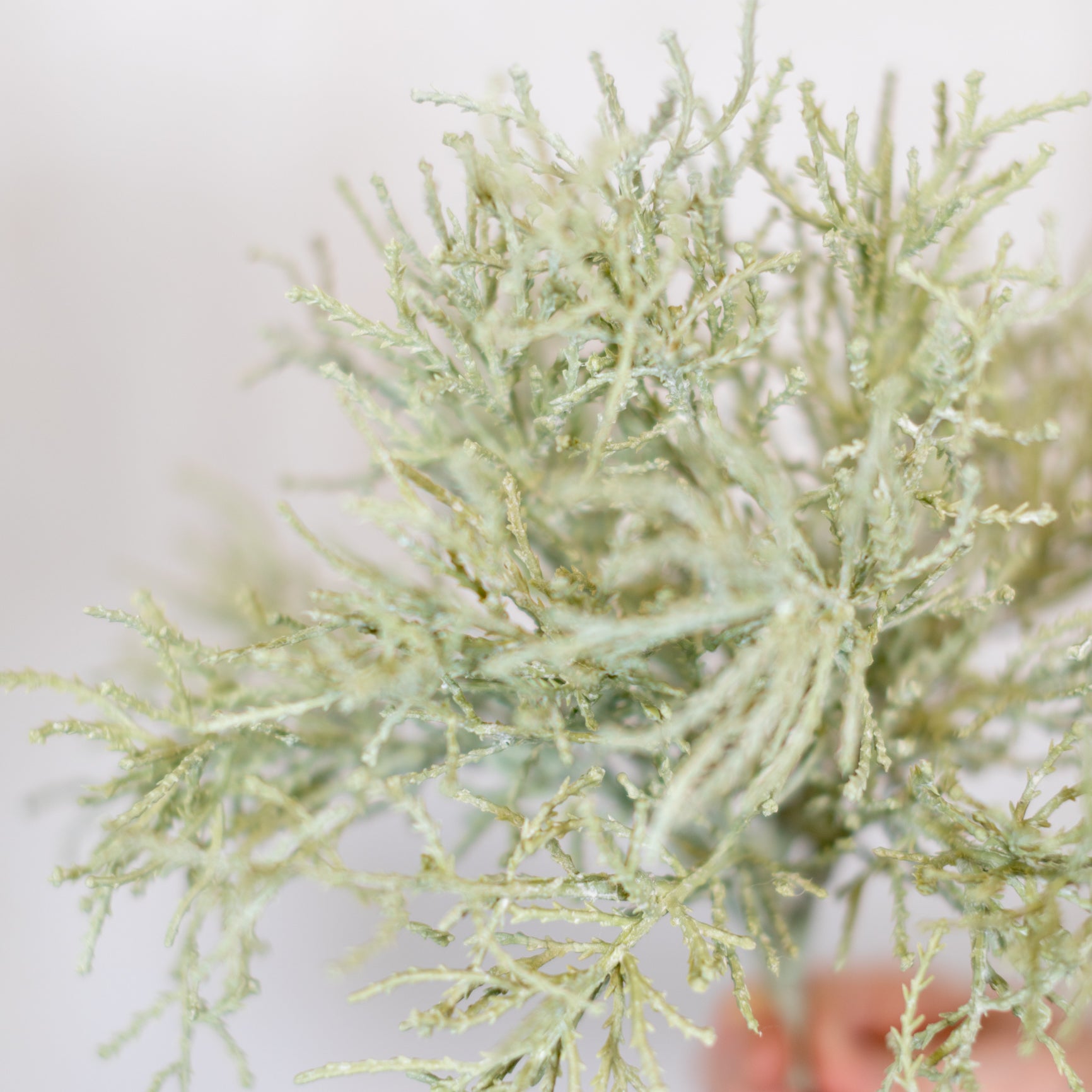 Spanish Moss Bush Green Gray Stem