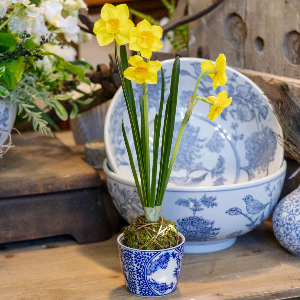 Yellow Paperwhite Daffodil Moss Ball Drop In