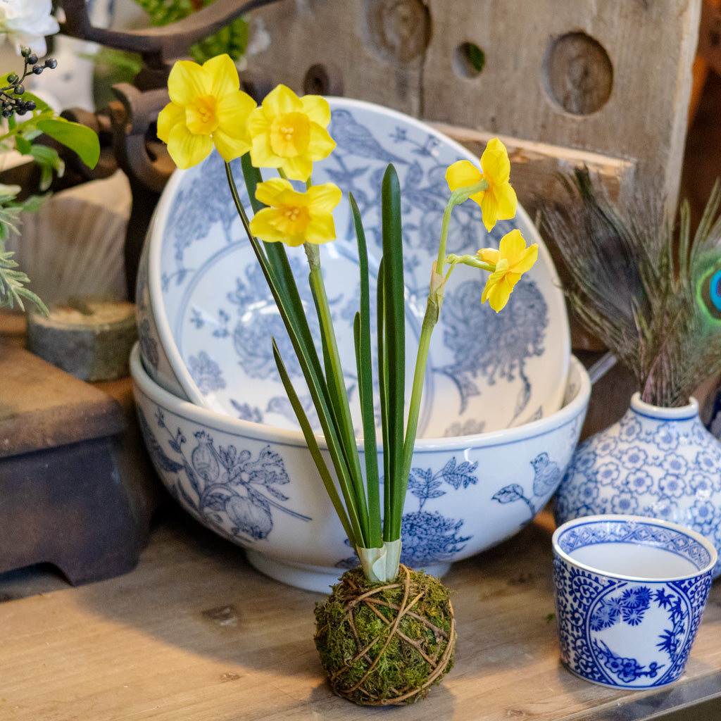 Yellow Paperwhite Daffodil Moss Ball Drop In