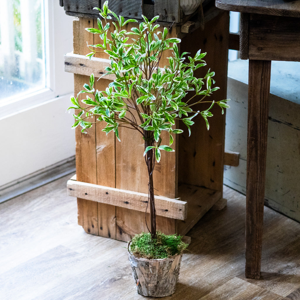 Coprosma Topiary 28"