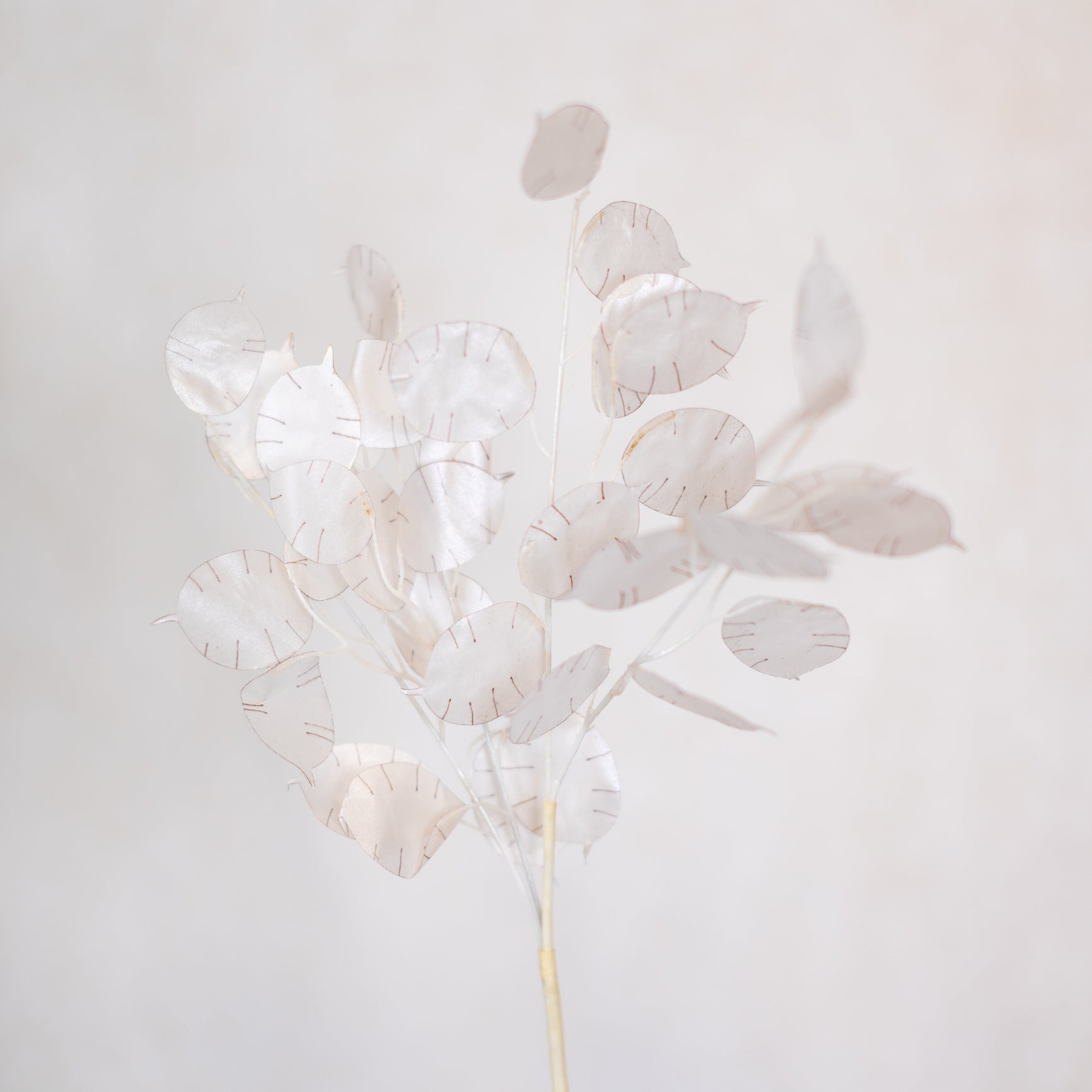 Lunaria Stem Ivory