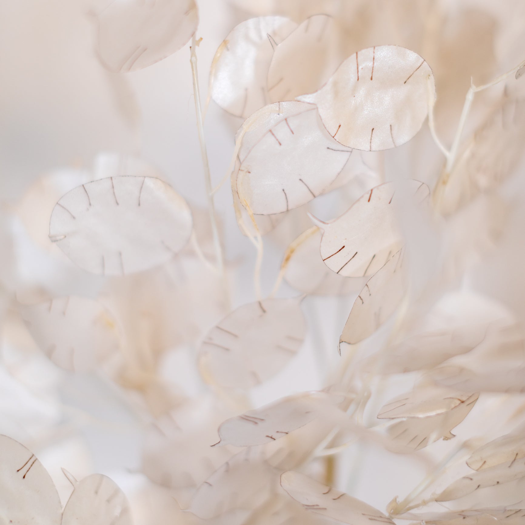 Lunaria Stem Ivory